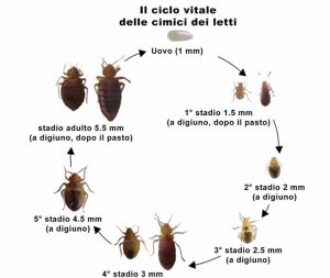 Disinfestazione Roma: il ciclo vitale della cimice